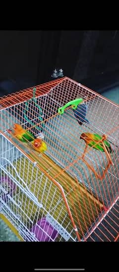 Love Birds 2 Pairs with Cage