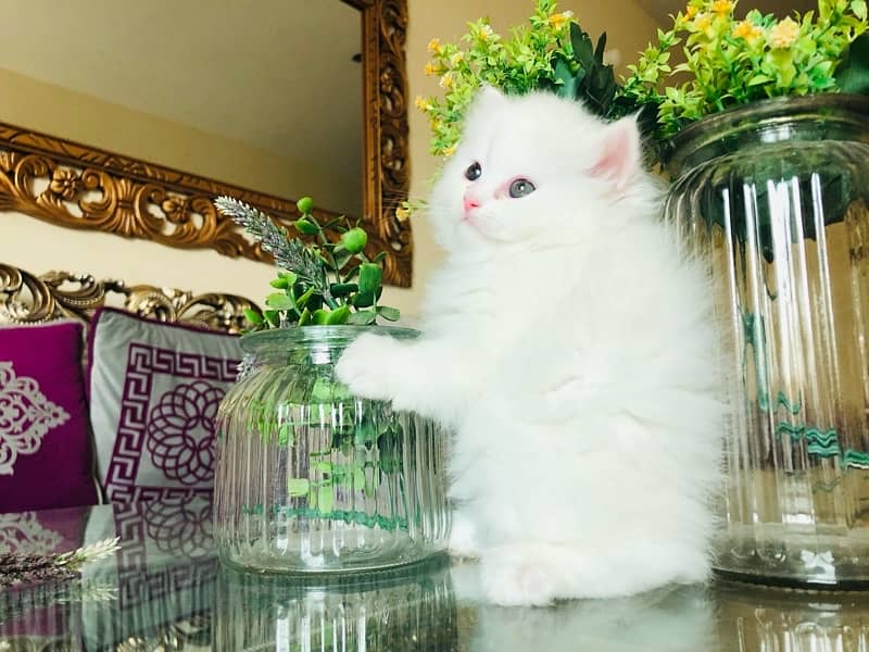 persian kittens ( homebased) 1