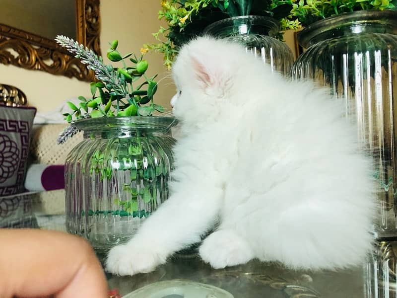 persian kittens ( homebased) 3