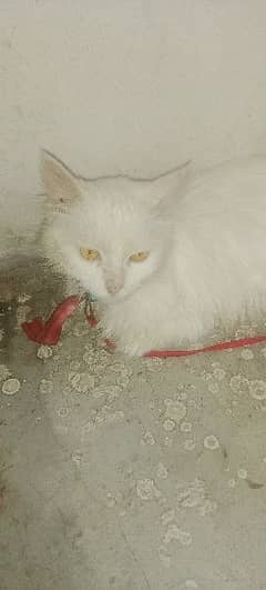 triple coated white Persian cat