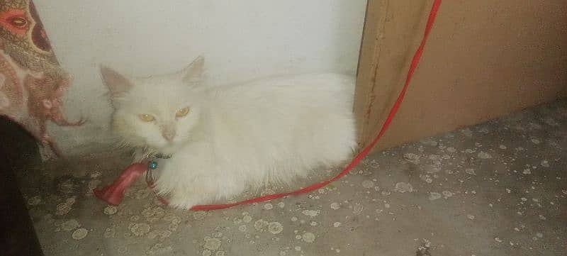 triple coated white Persian cat 1