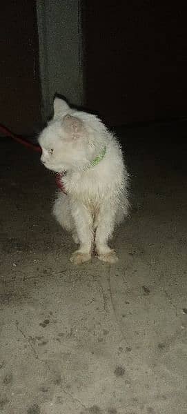 triple coated white Persian cat 2