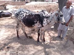 cows in reasonable price for eid 0