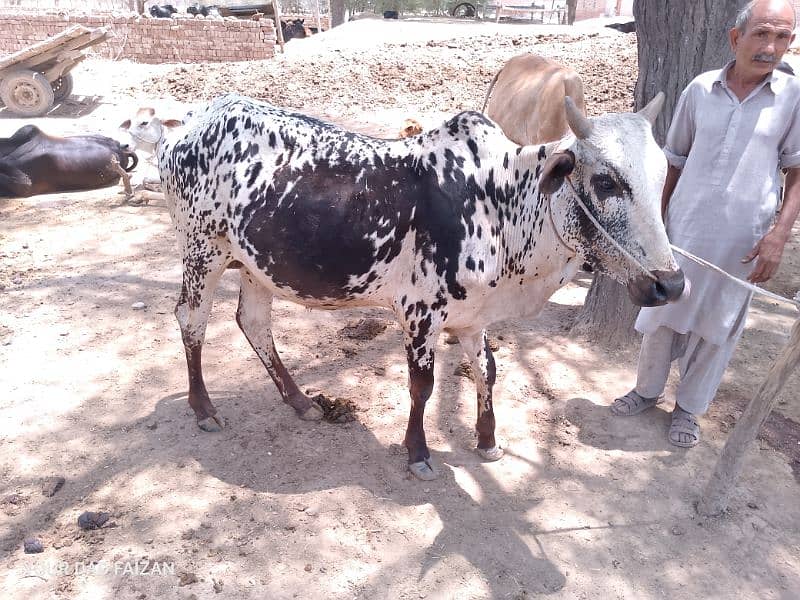 cows in reasonable price for eid 1