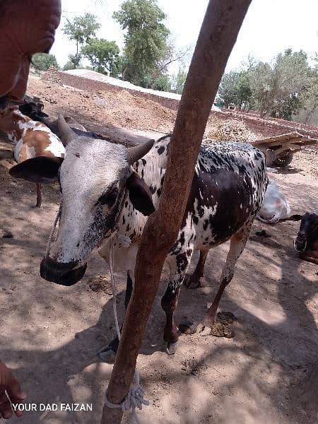 cows in reasonable price for eid 2