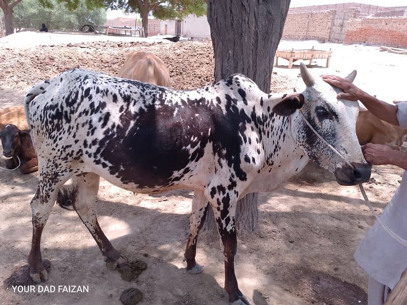 cows in reasonable price for eid 3