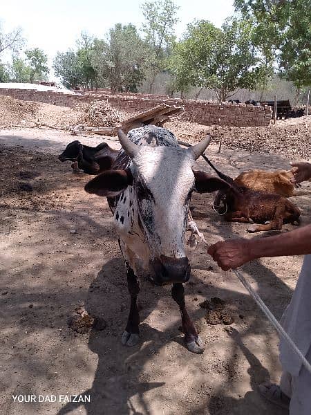 cows in reasonable price for eid 4