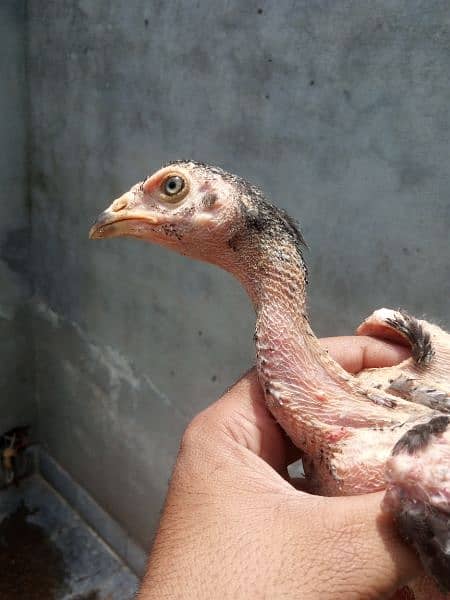 125 days Sindhi aseel chicks 1