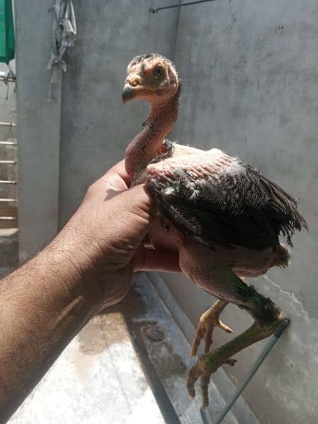 125 days Sindhi aseel chicks 4