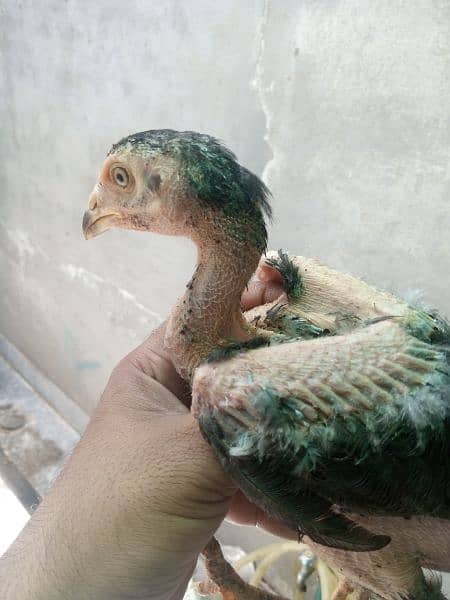125 days Sindhi aseel chicks 7