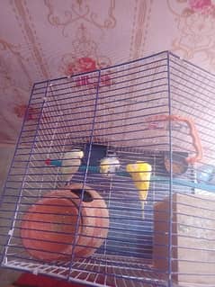 autalian budgie pair and 1 blue eyes male
