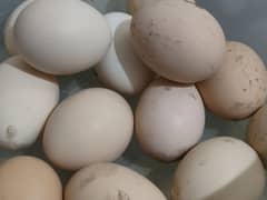 light sussex fertile eggs