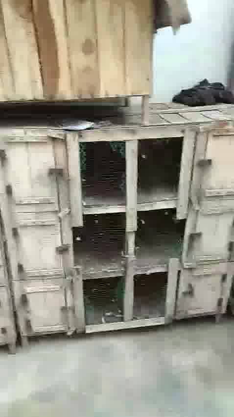 2 Cage For Pigeons Hens , Birds , Parrots 9