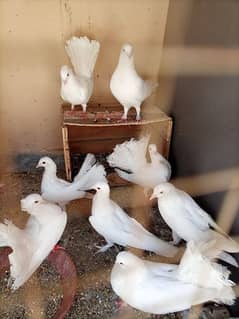 lakke pigeons for sale