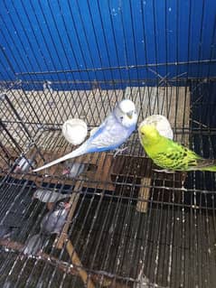 Budgies 2 male for sale