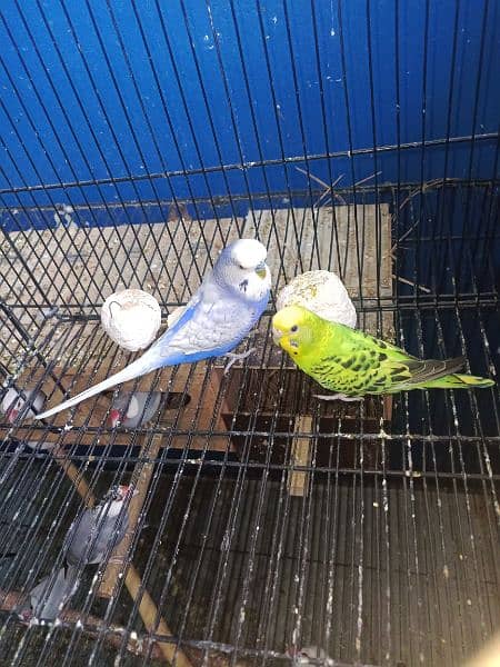 Budgies 2 male for sale 1