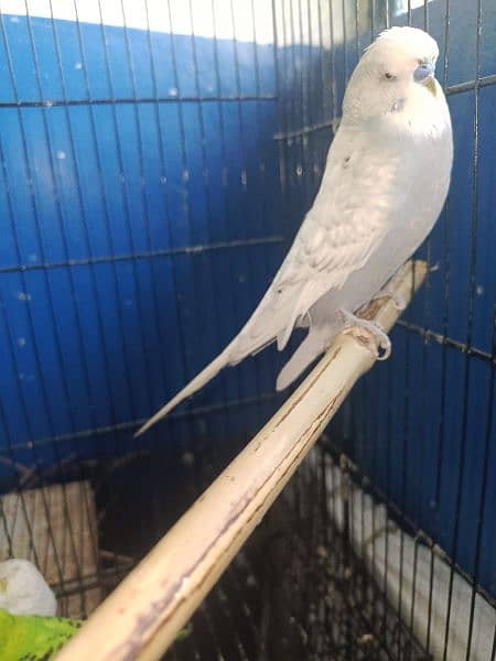 Budgies 2 male for sale 2