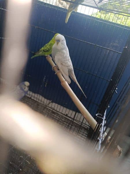 Budgies 2 male for sale 3