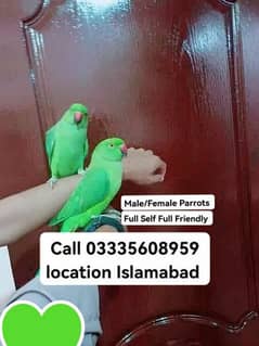 Single 6000 Hand Tamed Friendly Green Ring Neck Parrots Male/Female 0