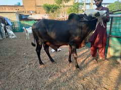 Cows For Qurbani 0