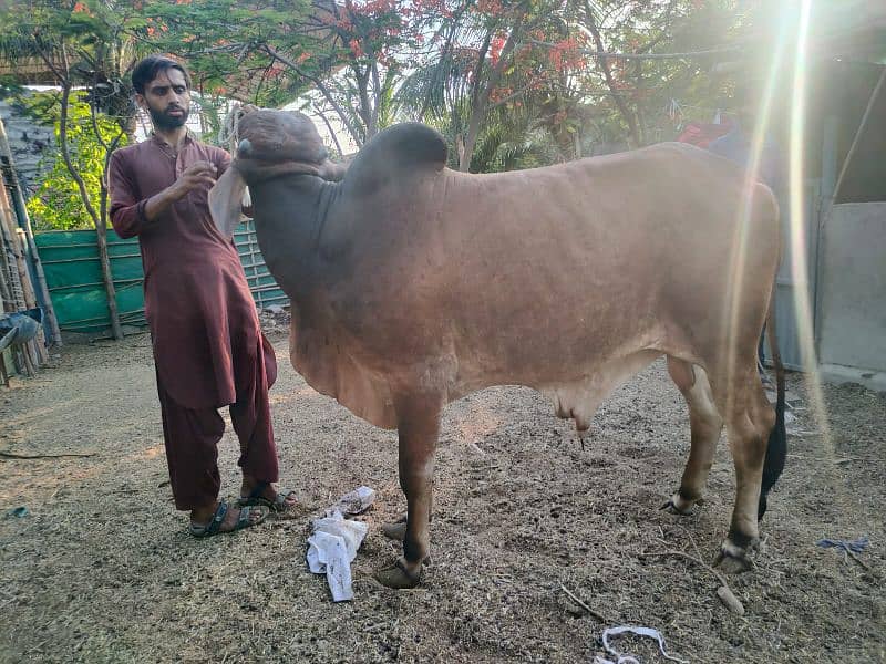 Cows For Qurbani 3