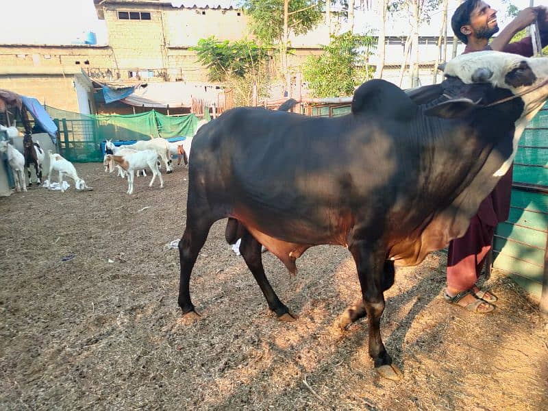 Cows For Qurbani 4
