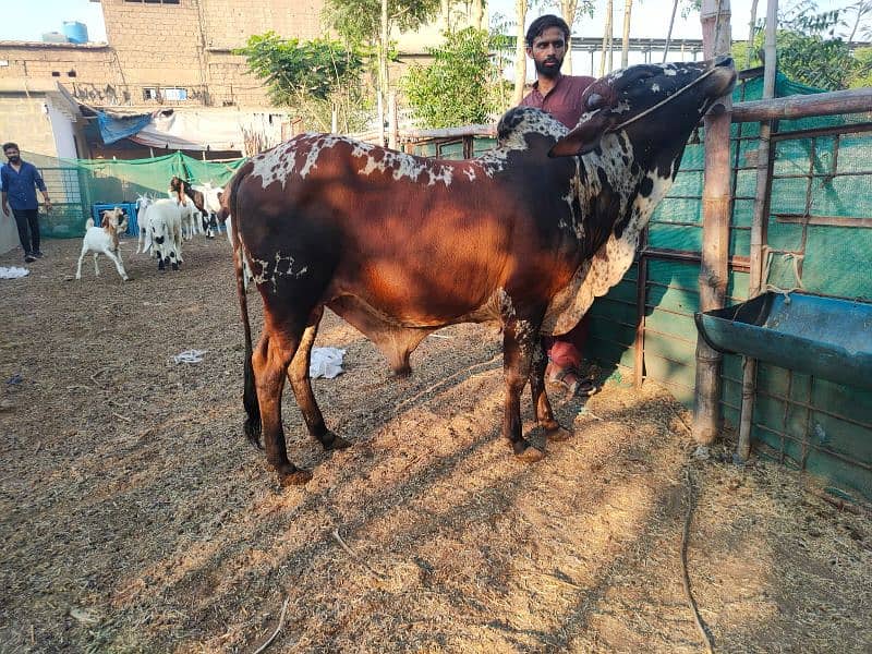 Cows For Qurbani 5