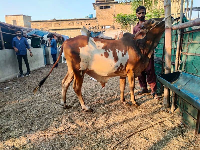 Cows For Qurbani 12