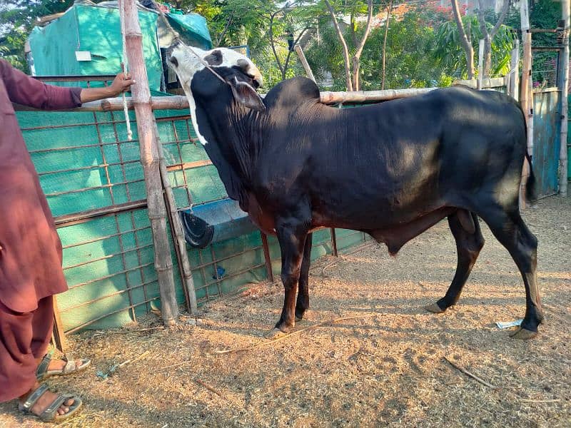 Cows For Qurbani 15