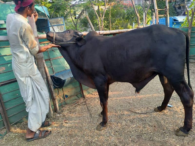 Cows For Qurbani 16