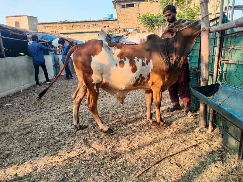 Cows For Qurbani 19