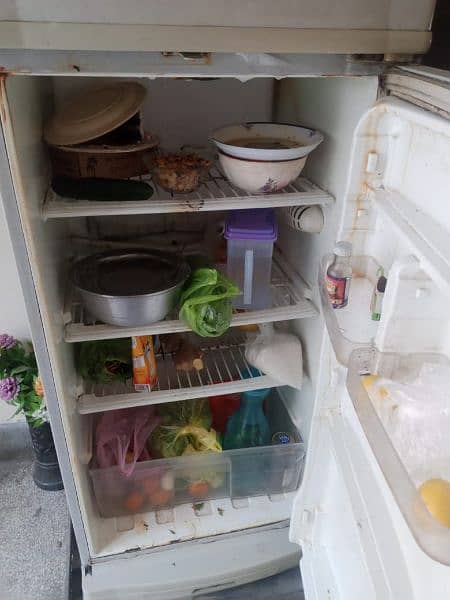 Pel Medium Refrigerator 4
