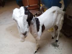 young female goat bakri ki bachi 0