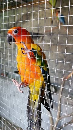 Sun Conure pair hand tamed and friendly