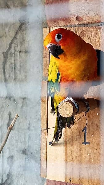 Sun Conure pair hand tamed and friendly 1