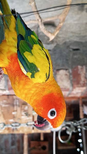 Sun Conure pair hand tamed and friendly 2