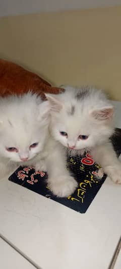 Persian Kittens Female Pair