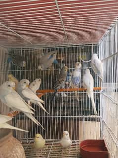 Budgies Bird | Bajri | Chicks, Breeder Pairs Available For sell. 0
