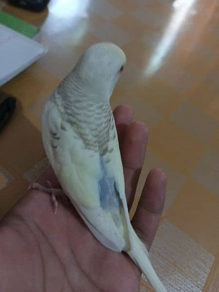 Budgies Bird | Bajri | Chicks, Breeder Pairs Available For sell. 1