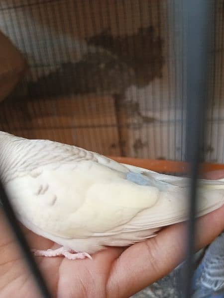 Budgies Bird | Bajri | Chicks, Breeder Pairs Available For sell. 2