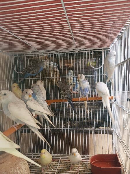Budgies Bird | Bajri | Chicks, Breeder Pairs Available For sell. 3