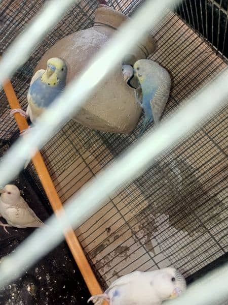 Budgies Bird | Bajri | Chicks, Breeder Pairs Available For sell. 4