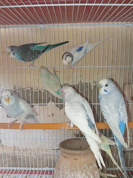 Budgies Bird | Bajri | Chicks, Breeder Pairs Available For sell. 5