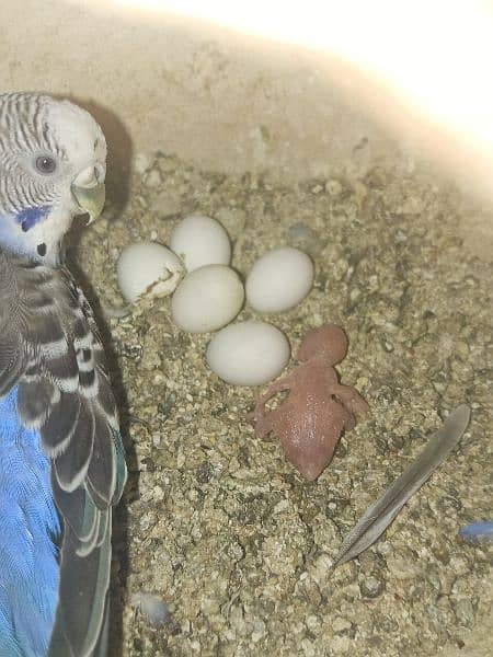 Budgies Bird | Bajri | Chicks, Breeder Pairs Available For sell. 7