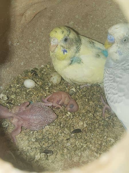 Budgies Bird | Bajri | Chicks, Breeder Pairs Available For sell. 8