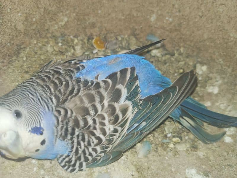 Budgies Bird | Bajri | Chicks, Breeder Pairs Available For sell. 9