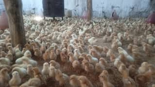 Bovans Brown chicks / Bovans Brown / chicks for sale