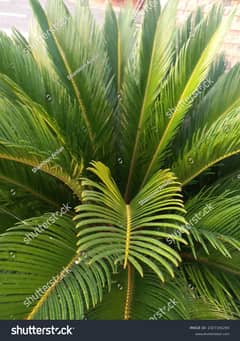 Kangi Palm