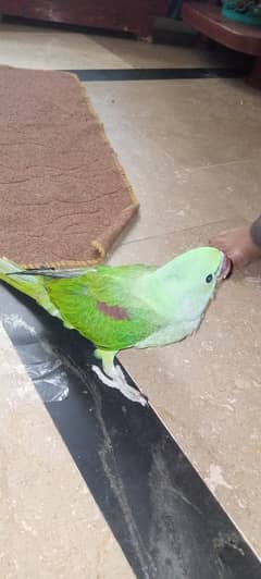 Raw parrot male 2.5month