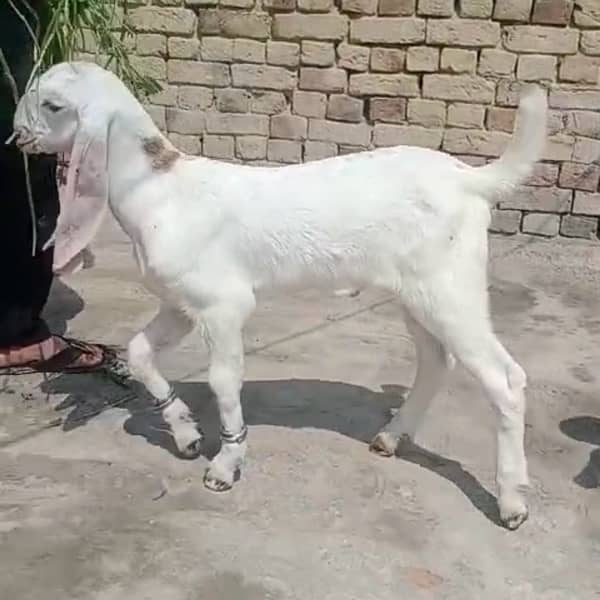 White Rajhanpuri 2 (male) age 2.5 month 5